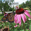Monarchs and Coneflowers