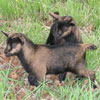 Sesame and Woodruff