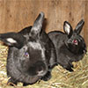 Chamois and Chenille