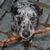 Roxie