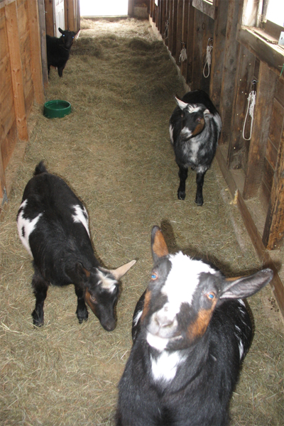 Clove, Ginger, Cohosh, & Caraway Before Babies