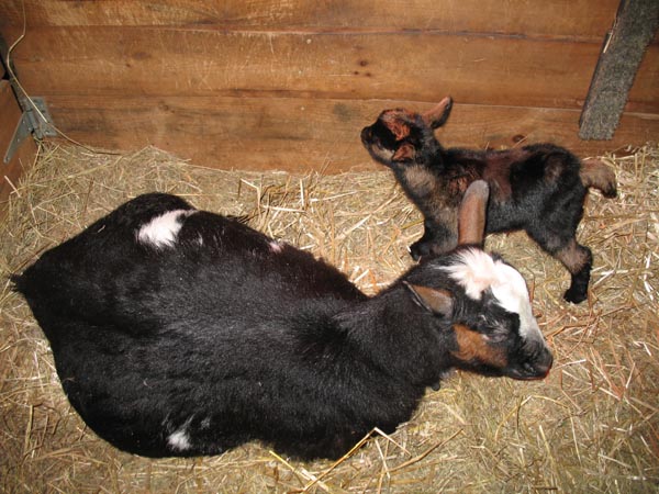 Clove settling in to sleep as a new mom