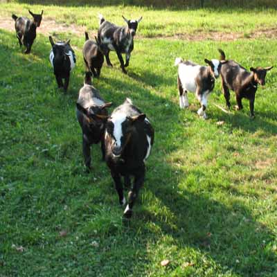 Goats Coming Out to Say Hello