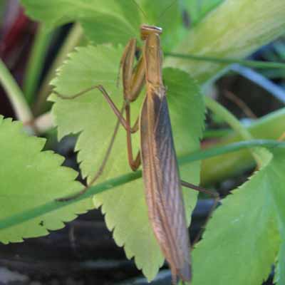 Praying Mantis on Angelica