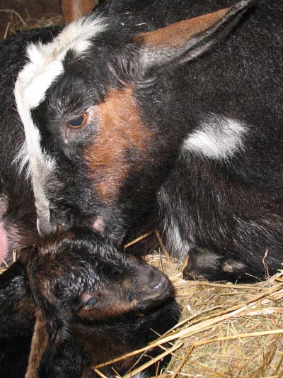Baby Boy Born to Clove on Wednesday, May 2 ~10pm