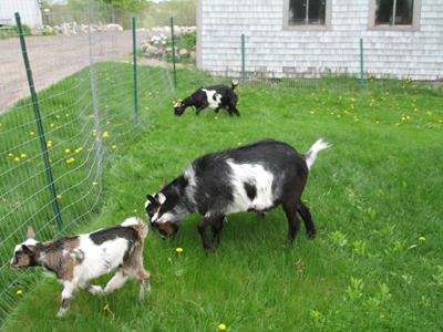 Summer Pasture