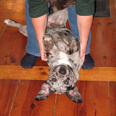 Rox Getting Belly Rubbin