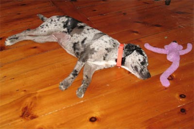 Rox After Playtime