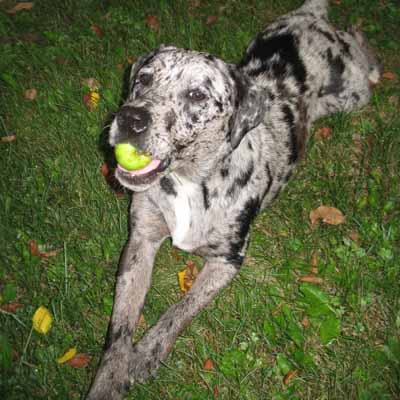Roxie Discovers Apples