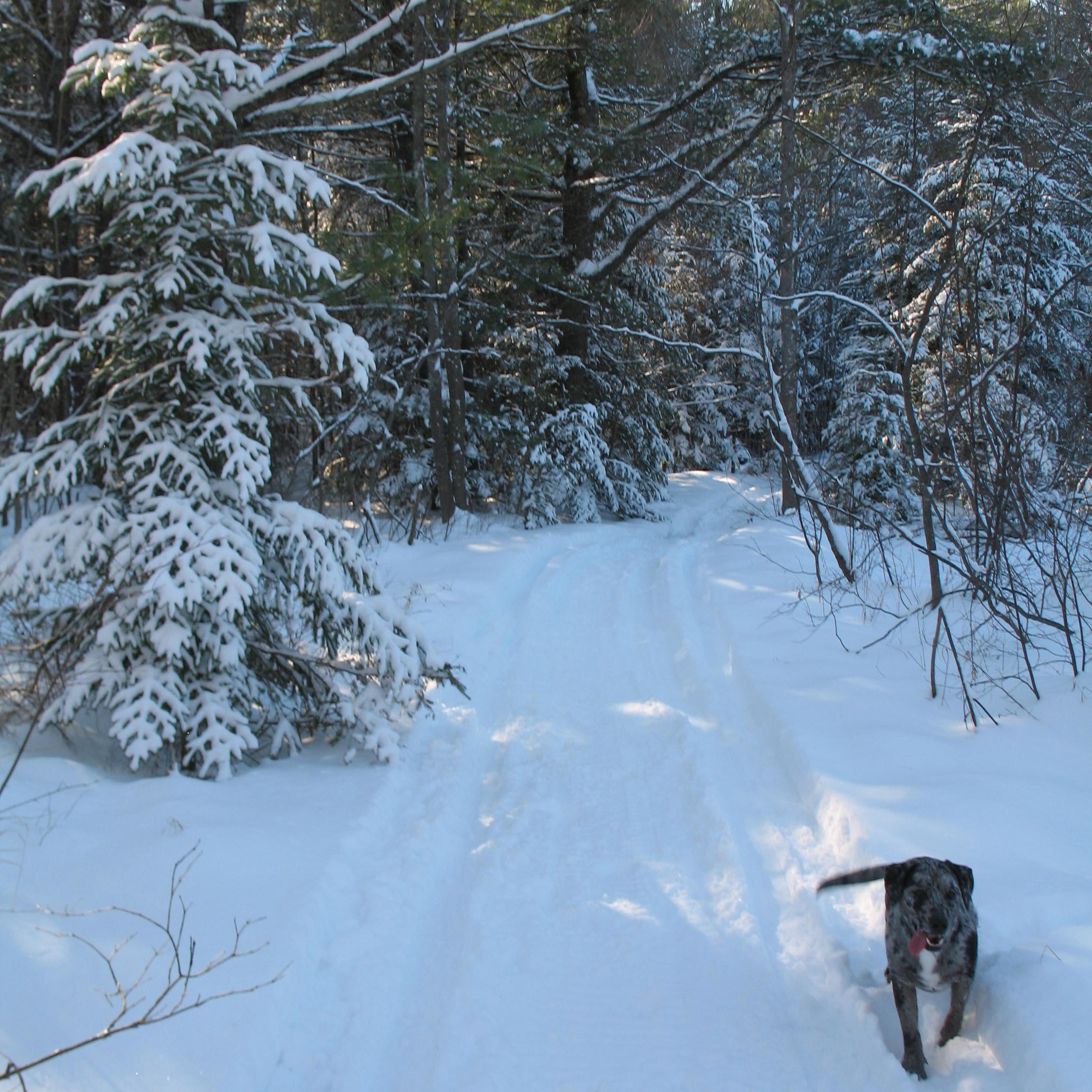 Rox on the trail