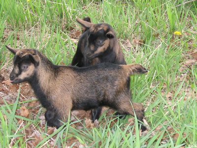 Sesame & Woodruff at 1 and a half weeks