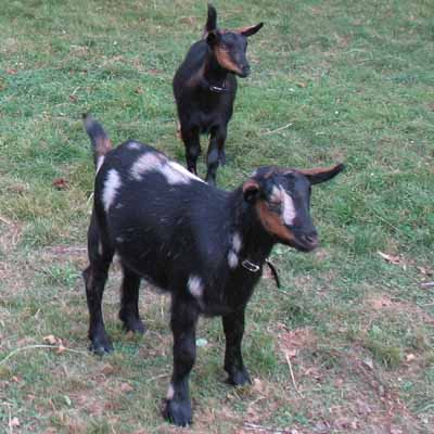 Woodruff and Sesame
