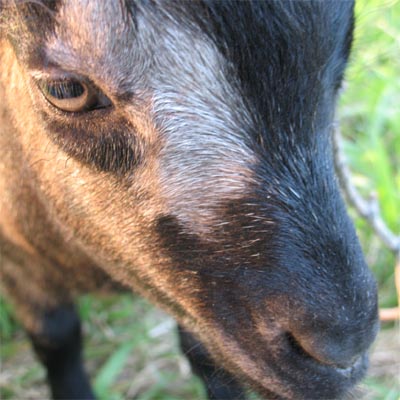 Wood's Eye Patch
