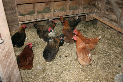 Ed and Sarah's chickens
