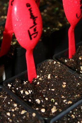 First pepper seedling