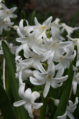 Hyacinth in bloom