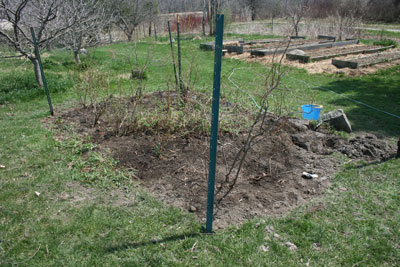 Expanded high-bush blueberry bed