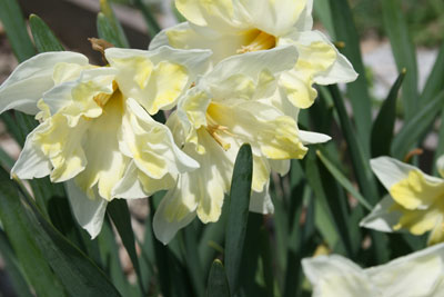 And more daffodils