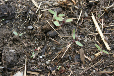 Beet seedlings