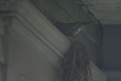 Nest building robin