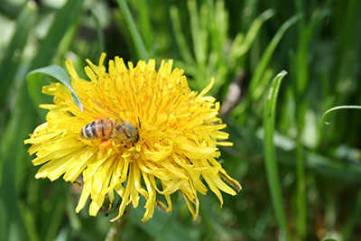 Honeybee working dandelion