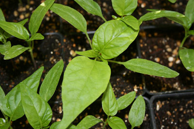 Pepper seedlings - small, but not bad