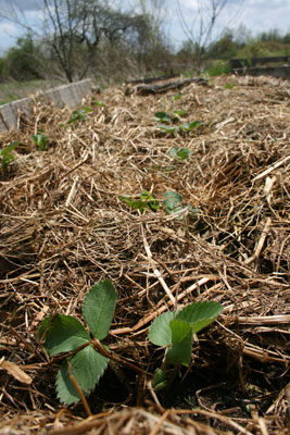 Mulched strawberry patch