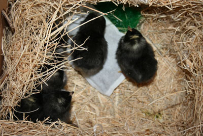 Chicks in their shipping carton