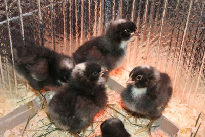 Dominique chicks
