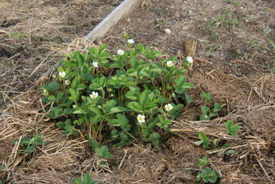 Old clump of strawberries are looking good