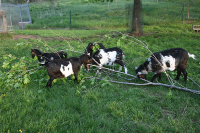 Goats attacking pruned maple branch