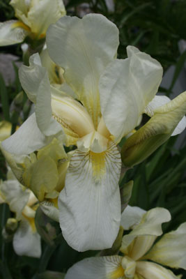 Light yellow iris