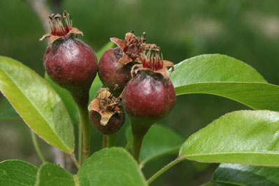 Little pears