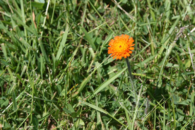 A lone orange hawkweed