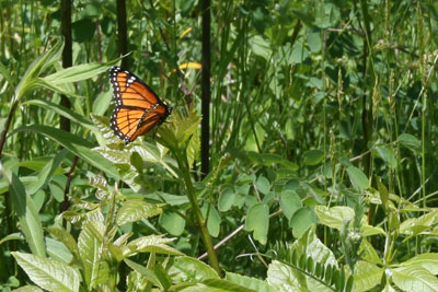 Viceroy butterfly - Monarch mimic