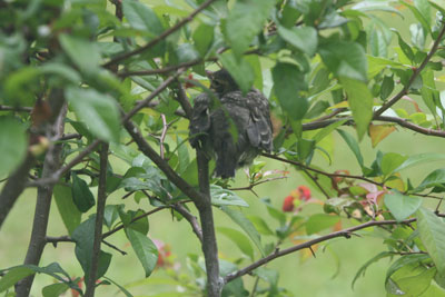Baby robin in quince